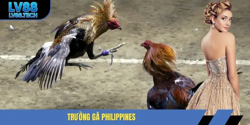 Trường gà philippines